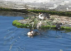 Great Crested Grebe