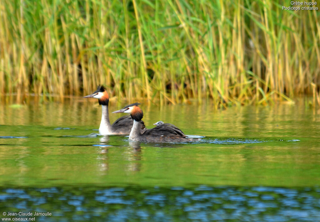 Great Crested Grebe juvenile