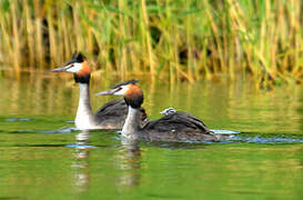 Great Crested Grebe