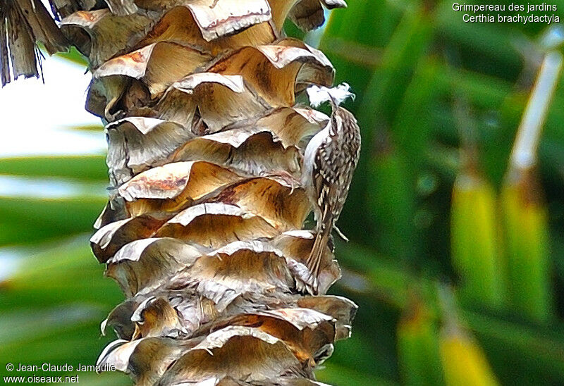 Short-toed Treecreeperadult, Reproduction-nesting