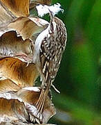 Short-toed Treecreeper