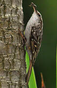 Short-toed Treecreeper