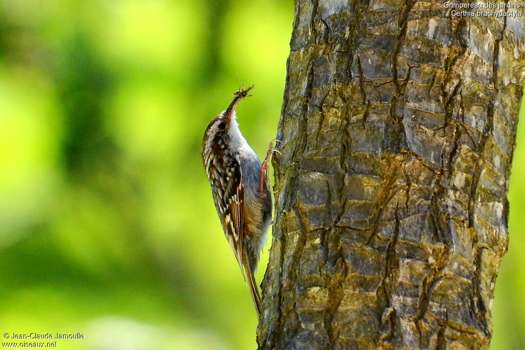 Short-toed Treecreeperadult, feeding habits, Reproduction-nesting