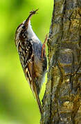 Short-toed Treecreeper