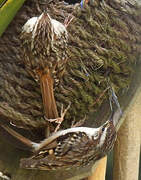 Short-toed Treecreeper