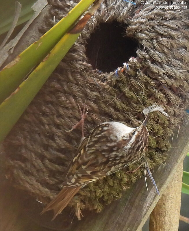 Short-toed Treecreeperadult, Reproduction-nesting
