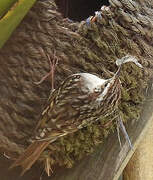 Short-toed Treecreeper