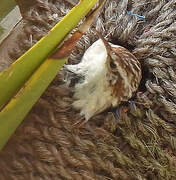 Short-toed Treecreeper