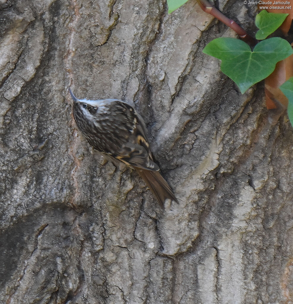 Short-toed Treecreeper