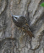 Short-toed Treecreeper