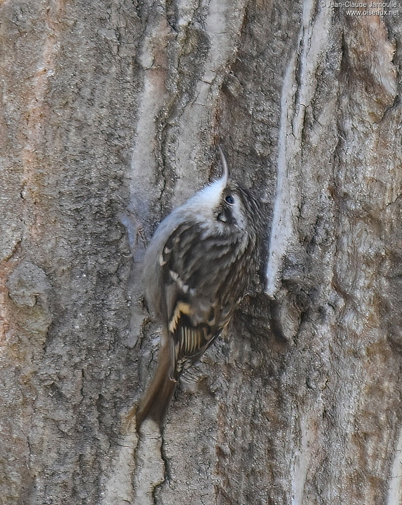 Short-toed Treecreeper