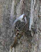 Short-toed Treecreeper