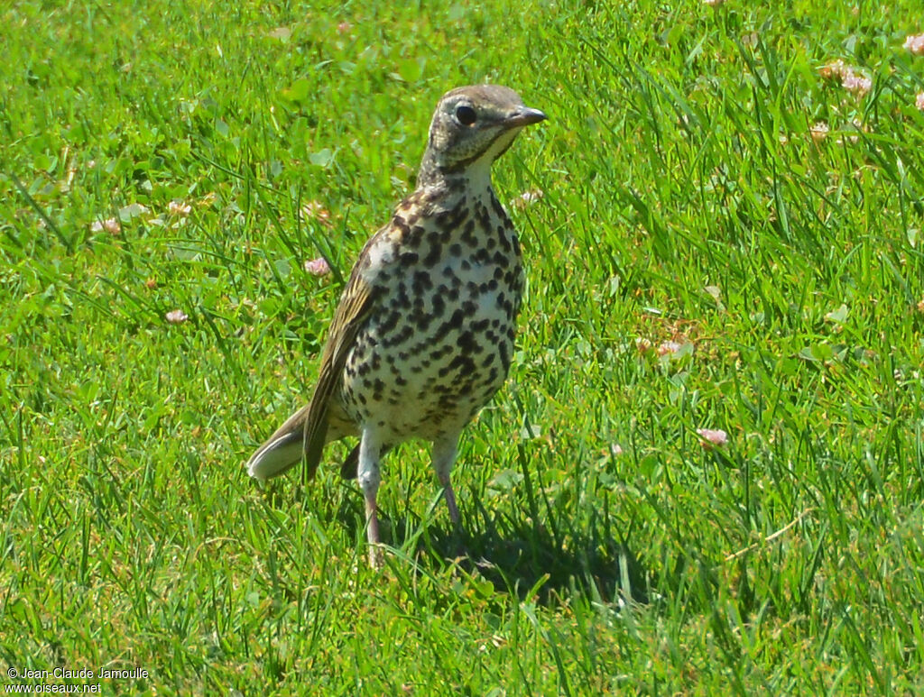 Mistle Thrush, feeding habits