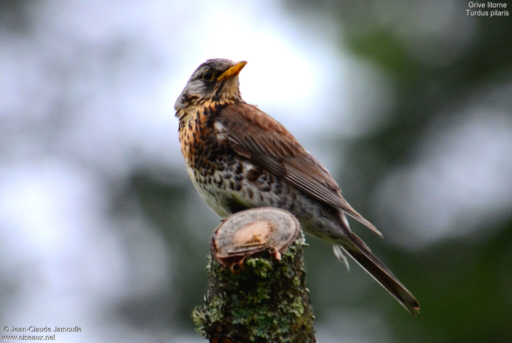 Fieldfare, Behaviour