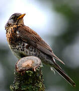 Fieldfare