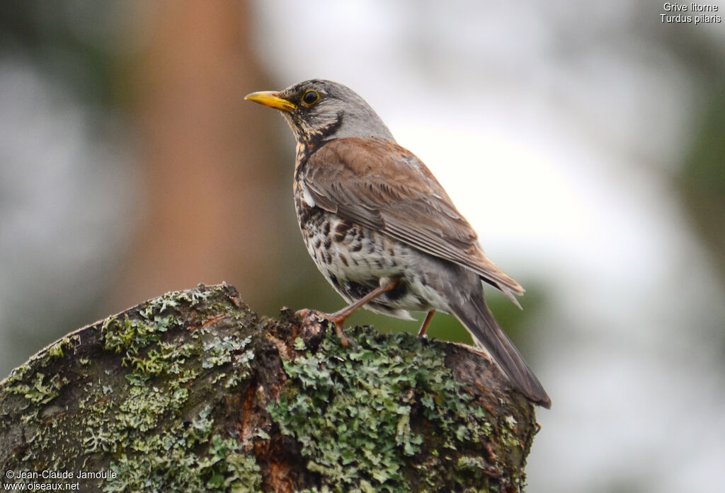 Fieldfare, Behaviour