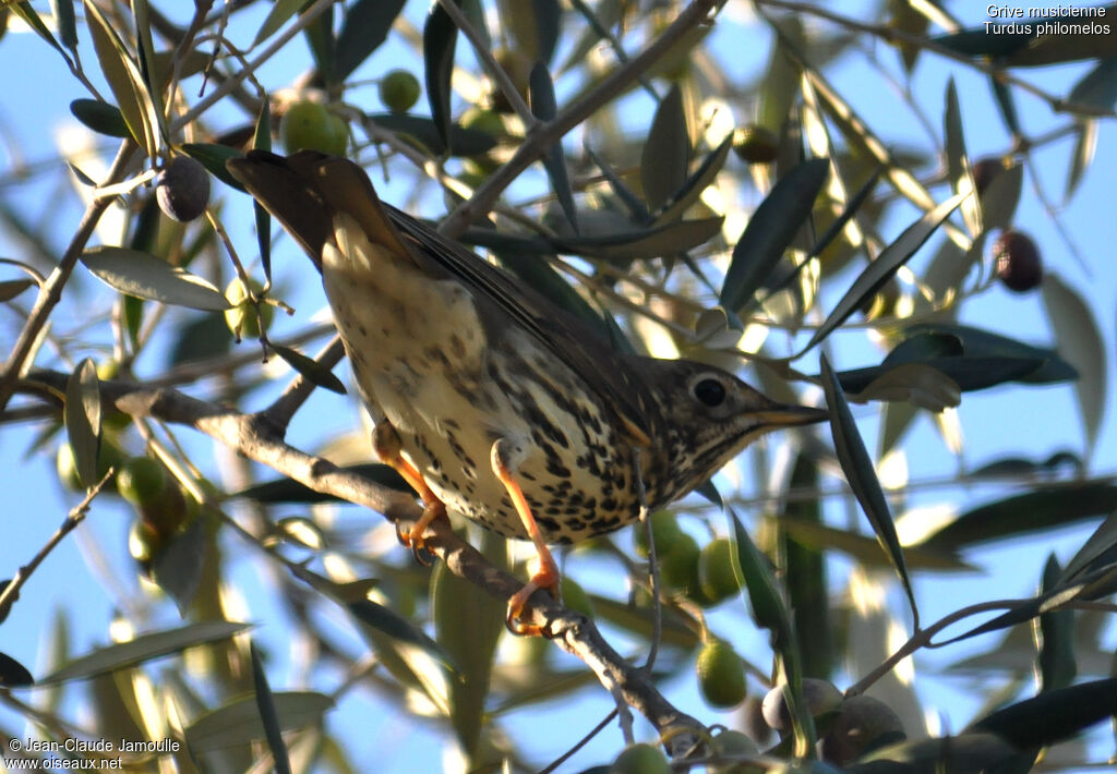 Song Thrush, feeding habits