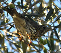 Song Thrush