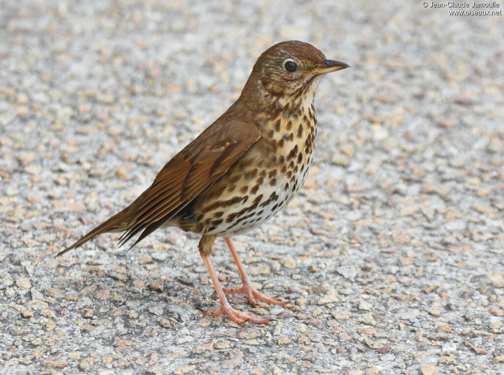 Song Thrush