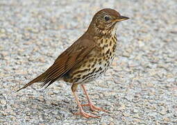 Song Thrush