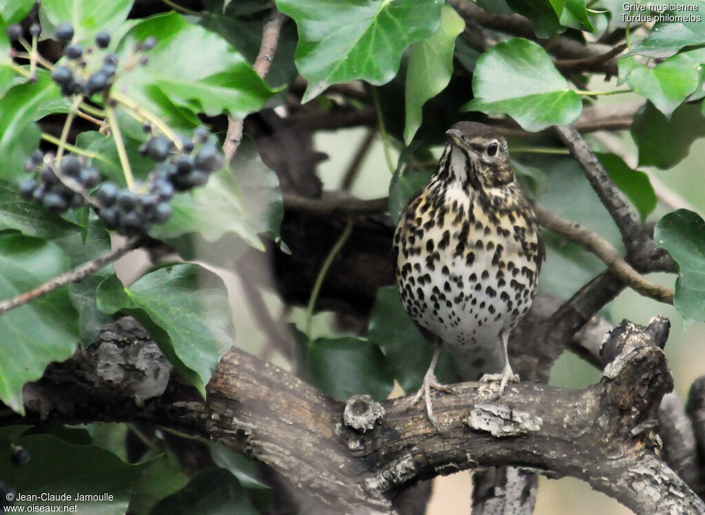 Song Thrush, feeding habits