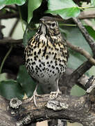 Song Thrush