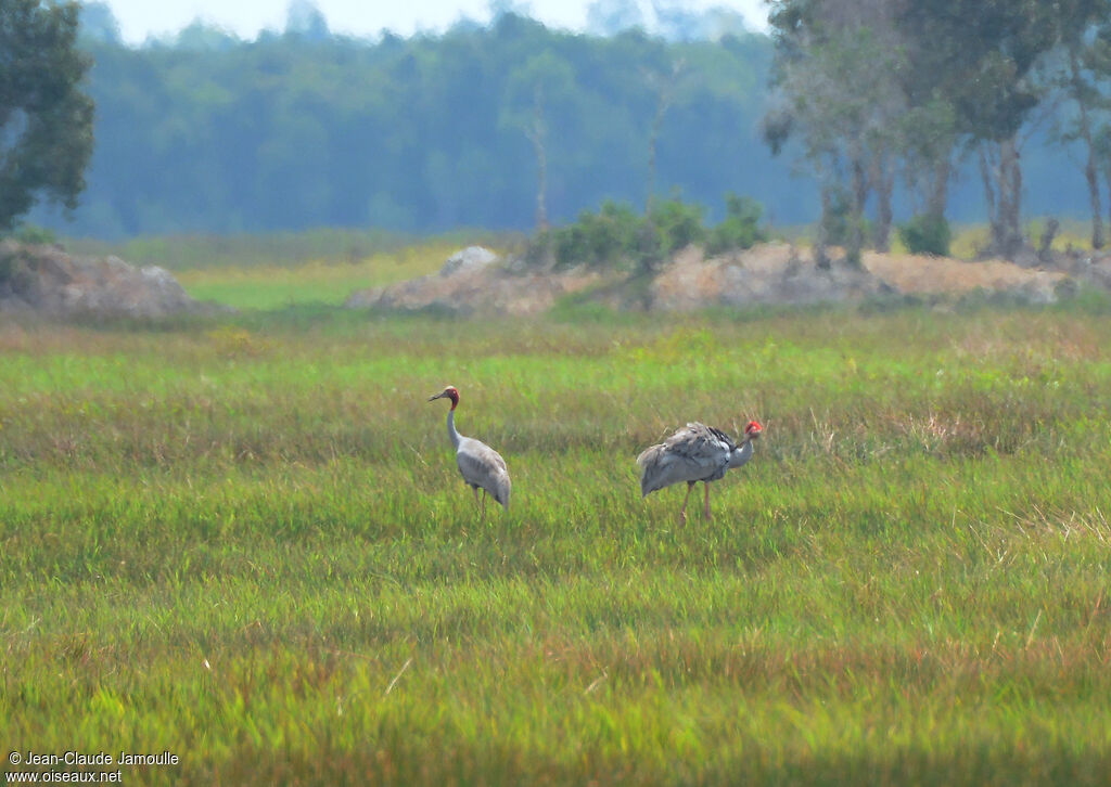 Sarus Crane