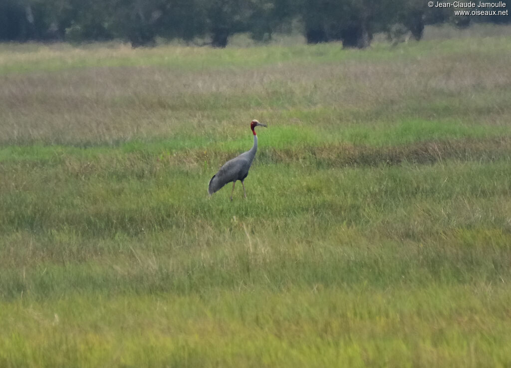 Sarus Crane