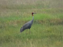 Sarus Crane