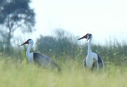 Wattled Crane