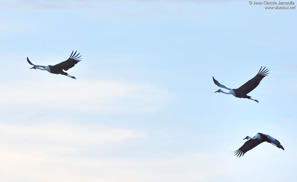 Grue caronculée