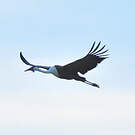 Grue caronculée