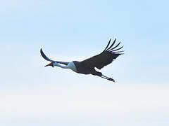 Wattled Crane