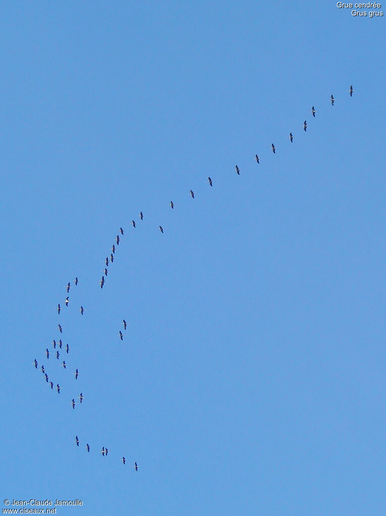 Common Crane, Flight, Behaviour