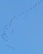 Common Crane
