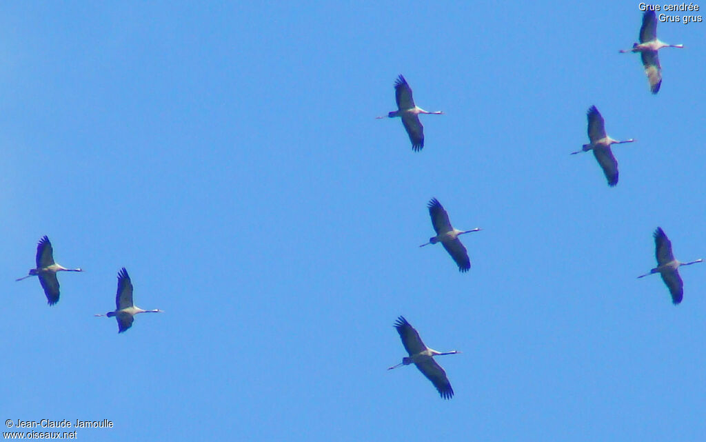 Common Crane, Flight