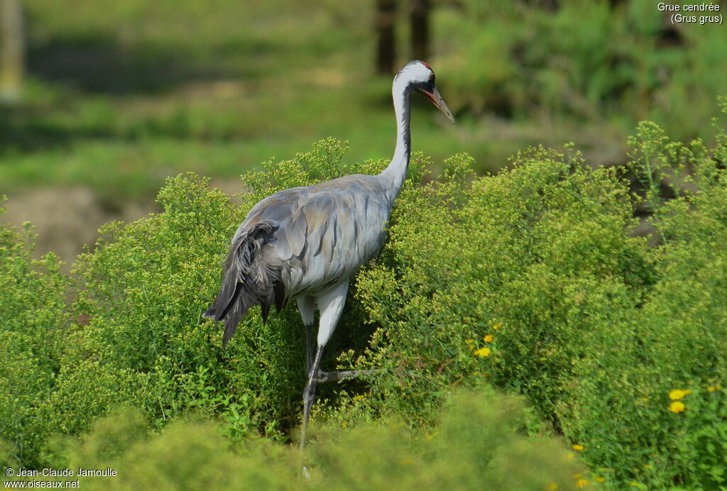 Common Crane