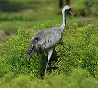 Common Crane