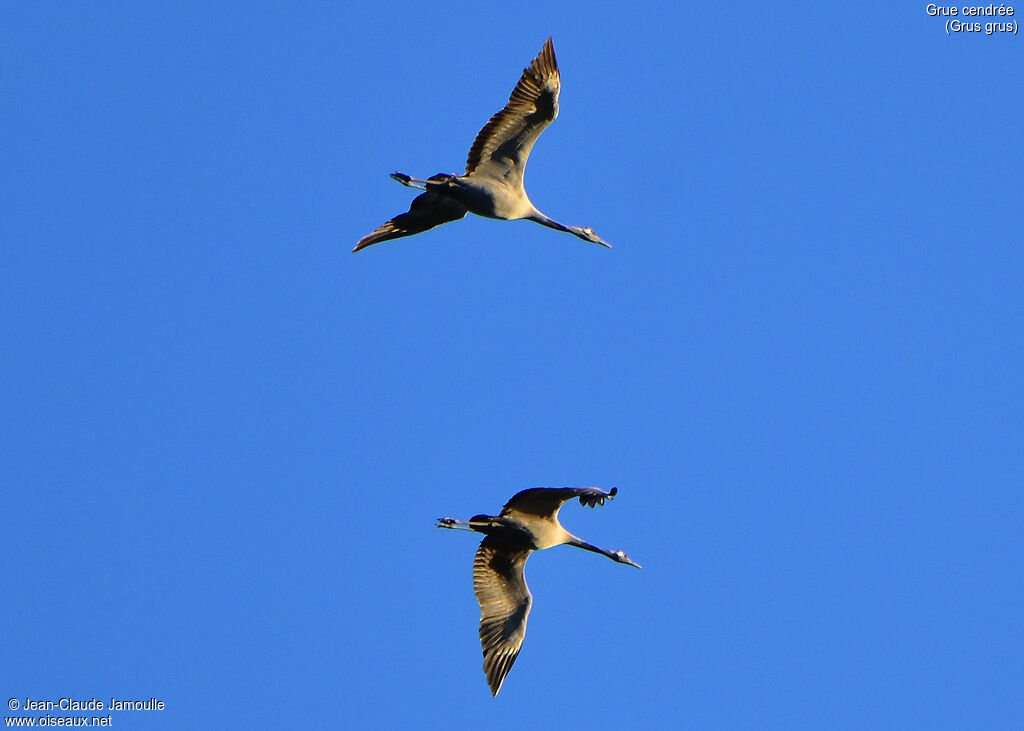 Common Crane, Flight