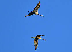 Common Crane