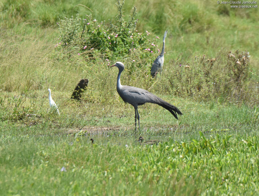 Blue Crane