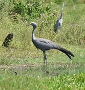 Blue Crane