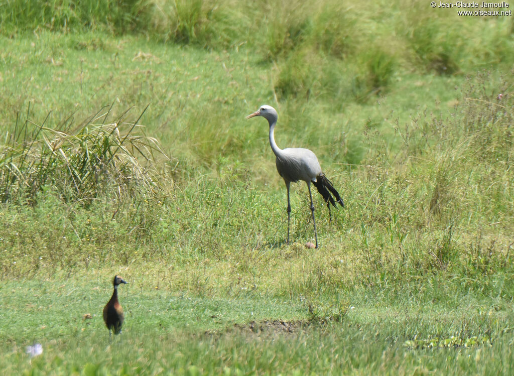 Blue Crane