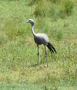 Blue Crane