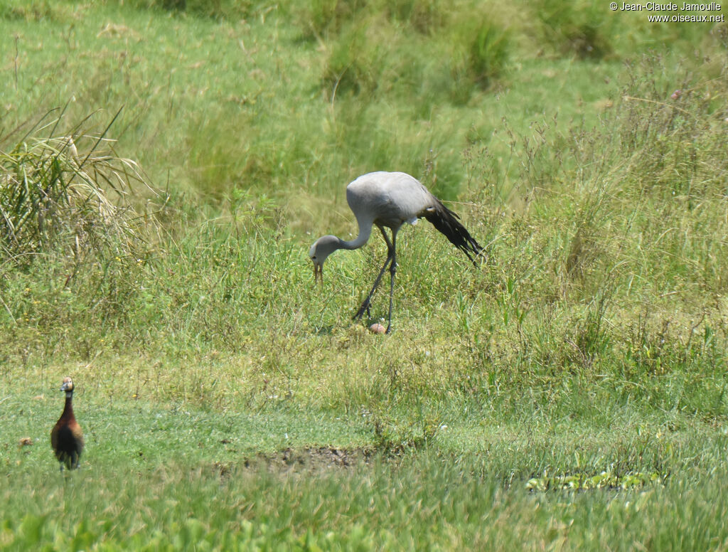 Blue Craneadult, eats