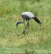 Blue Crane