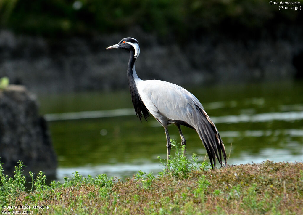 Demoiselle Crane