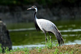 Demoiselle Crane