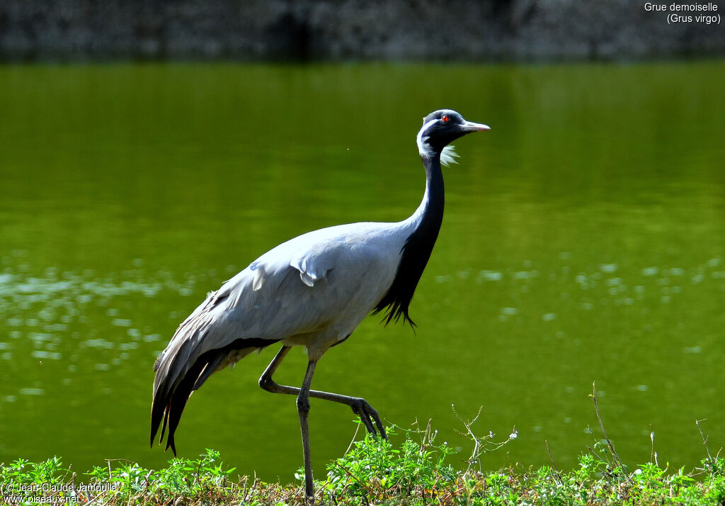 Grue demoiselleadulte