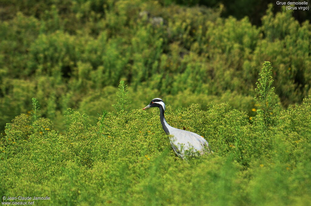 Demoiselle Crane